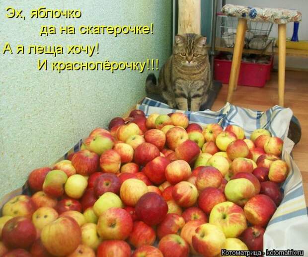 Клёвые отрывные котоматрицы (30 фото)
