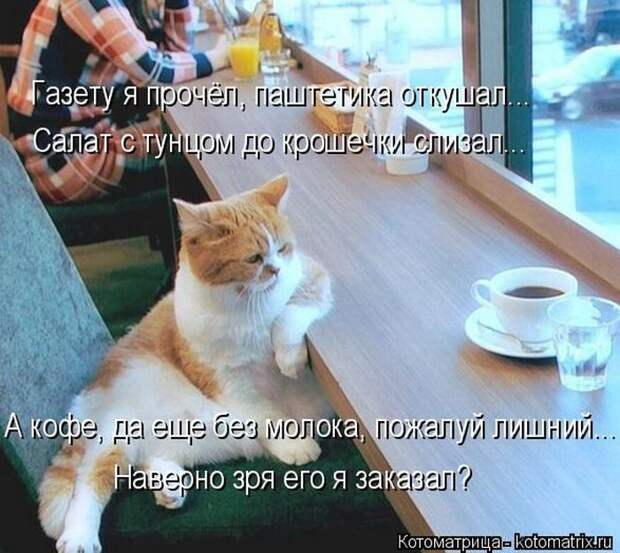 Лучшие котоматрицы недели