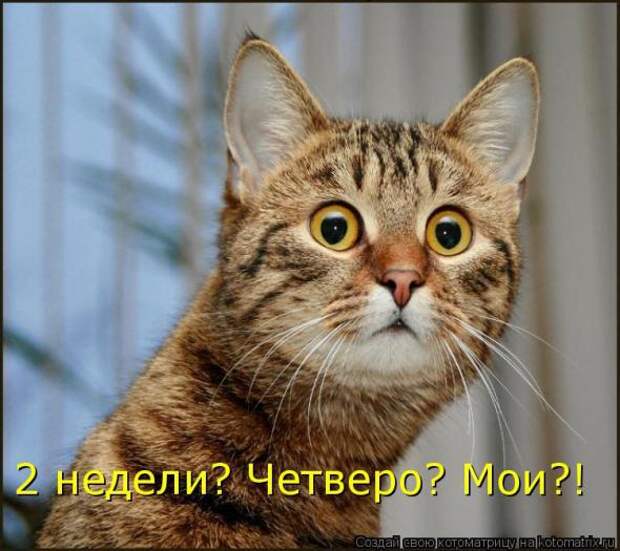 Котоматрица