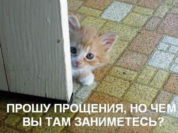 Жизнь кошачья :) (39 фото)