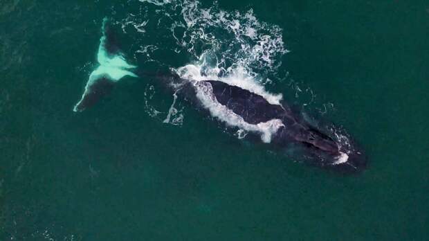 Редкий гренландский кит запутался в рыболовных сетях в Охотском море