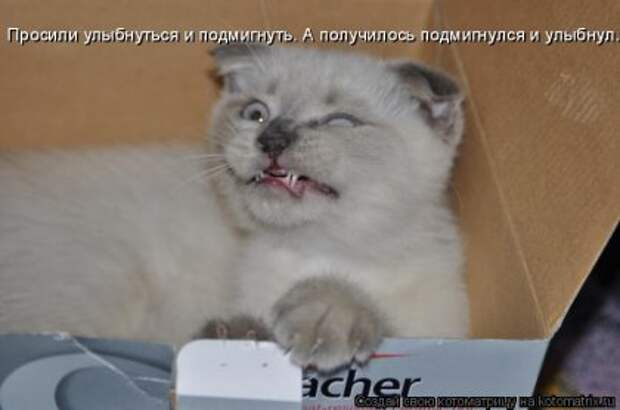 Котоматрица