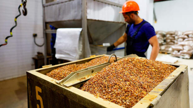 Янтарь в форме древнего жука нашли на комбинате под Калининградом