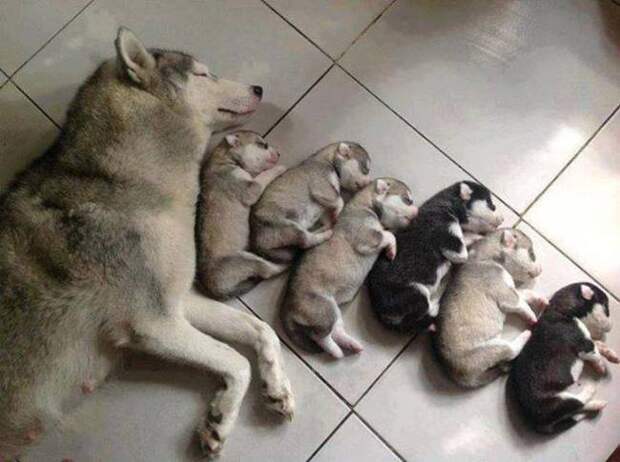 животное спит 