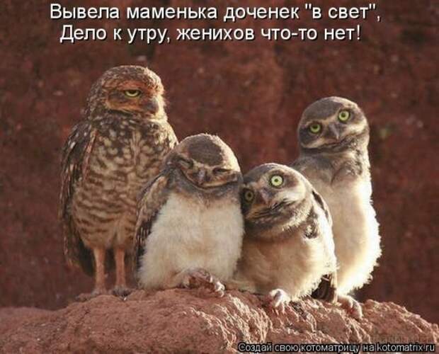 Подборка Котоматриц 2010 - Выпуск 28