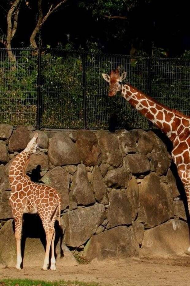 Лучшие зоопарки мира