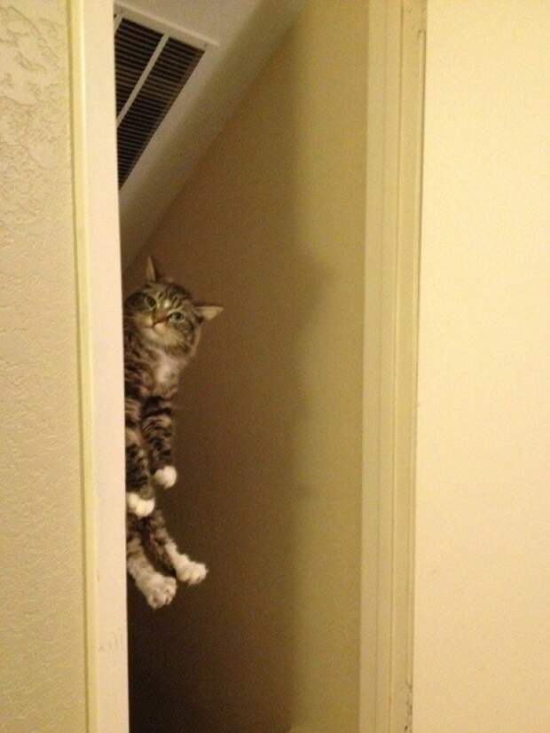 30 фотографий, которыми коты могут гордиться