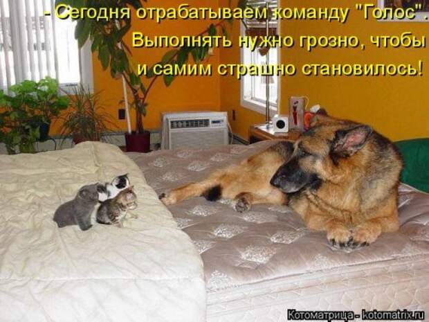Котоматрица на Бугаге (28 фото)