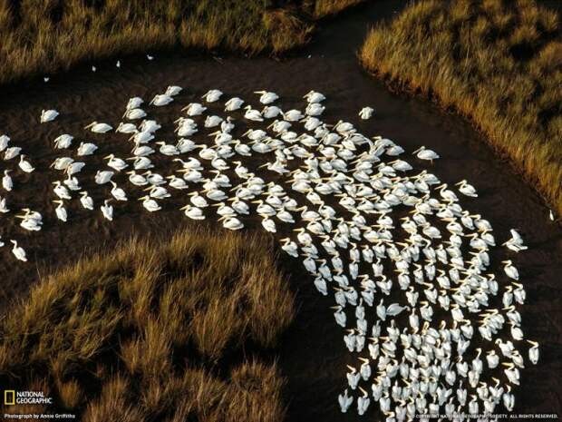 Белые пеликаны в Миссисипи