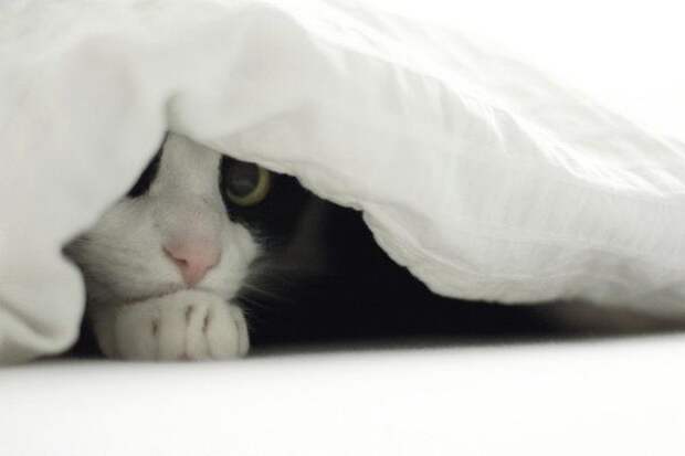Коты, прятки, прячутся, смешное