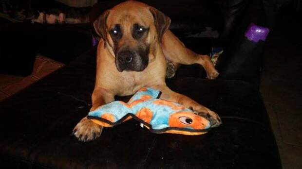 This week on Meet the Giants, we're talking about the Boerboel! Read more for tons of fabulous breed information!