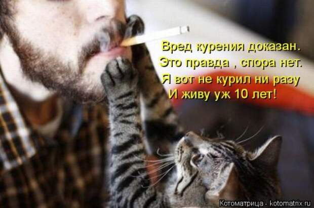 Новая котоматрица (36 фото)