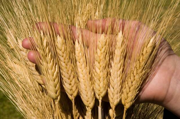 Казанский университет представил 4 сорта зерновых культур с минимальным углеродным следом