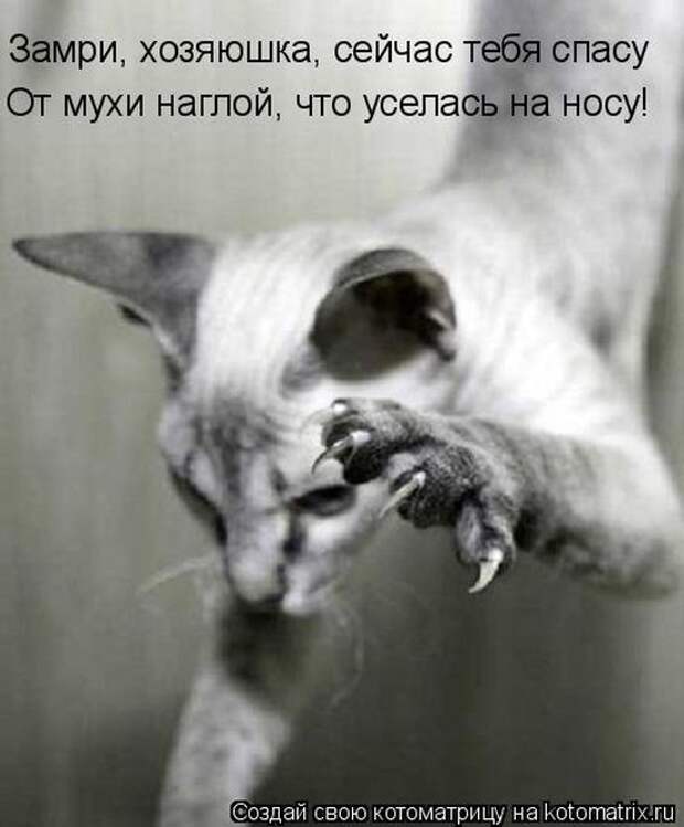 Лучшие котоматрицы недели  