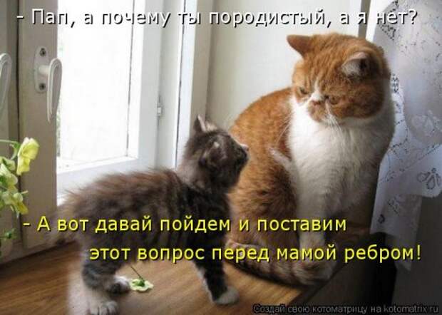 Свежая котоматрица на Бугаге (25 фото)