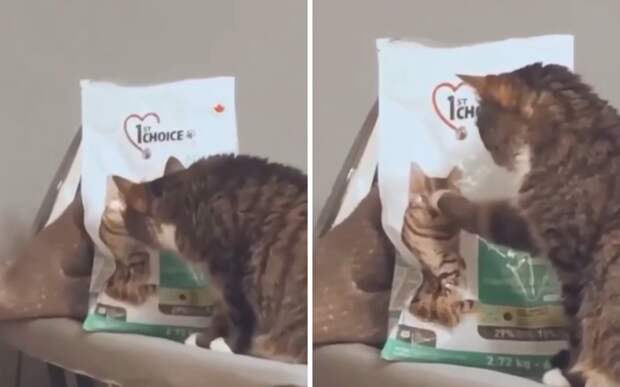«Ты прекрасна»: на видео попал кот, мечтающий о нарисованной кошке