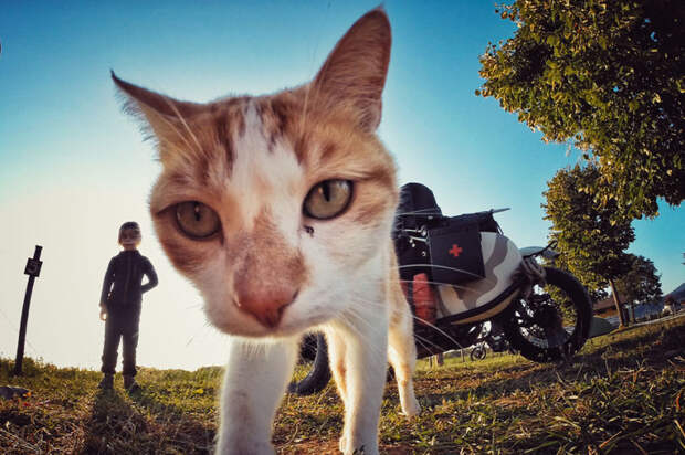 Любопытный кот в Италии блогер, европа, путешествие