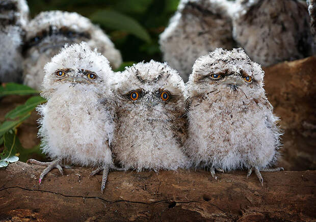 tawny-frogmouth-birds-311__700