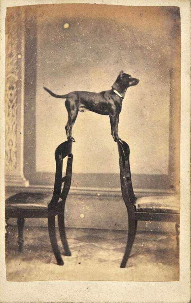 Пёс по имени Клайд, гений баланса и сосредоточенности, Глазго, Шотландия, 1860 год. история, события, фото