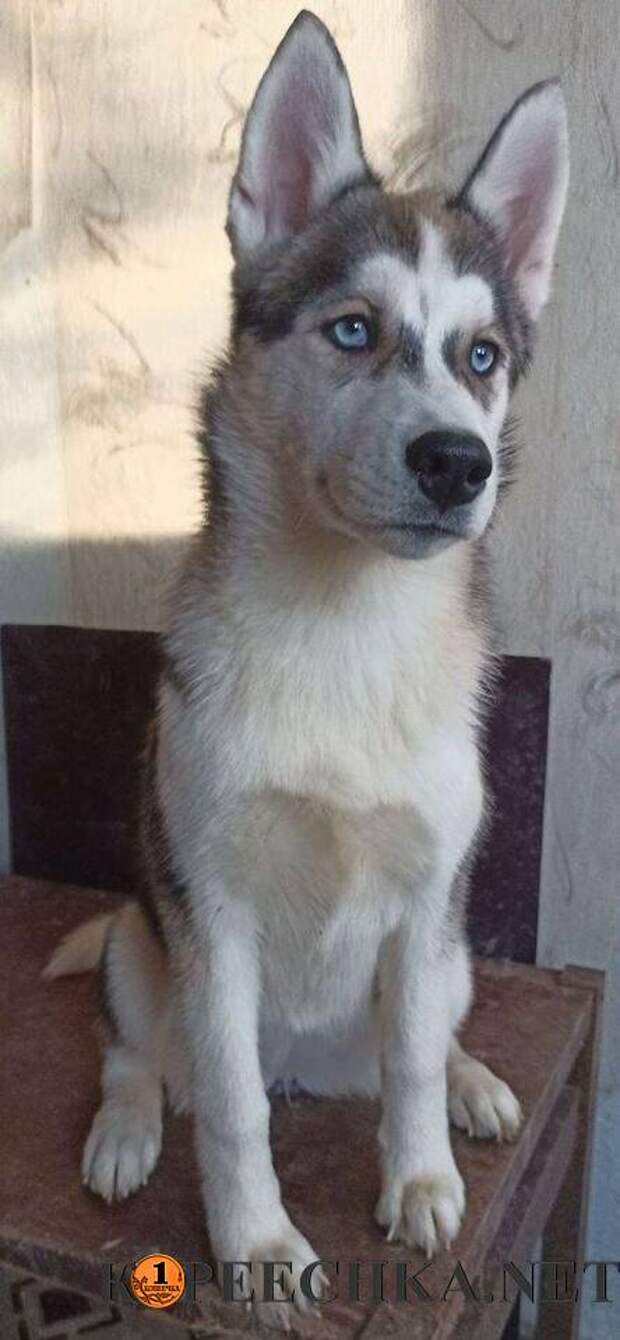 Щенки хаски в Мариуполе - 5 000 руб