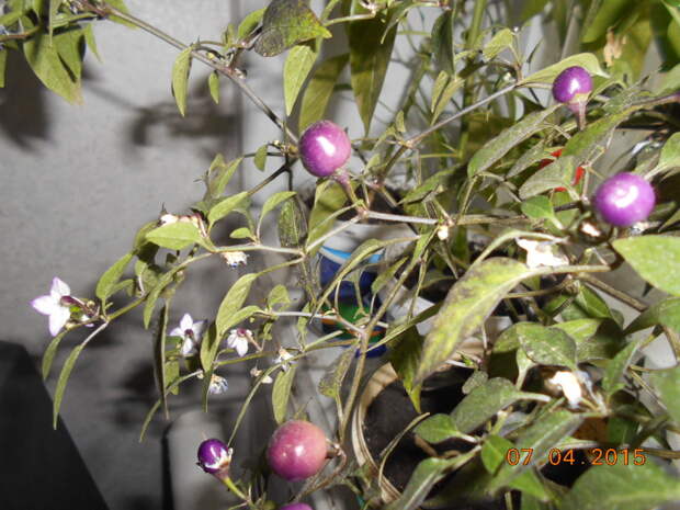 Перец numex centennial/