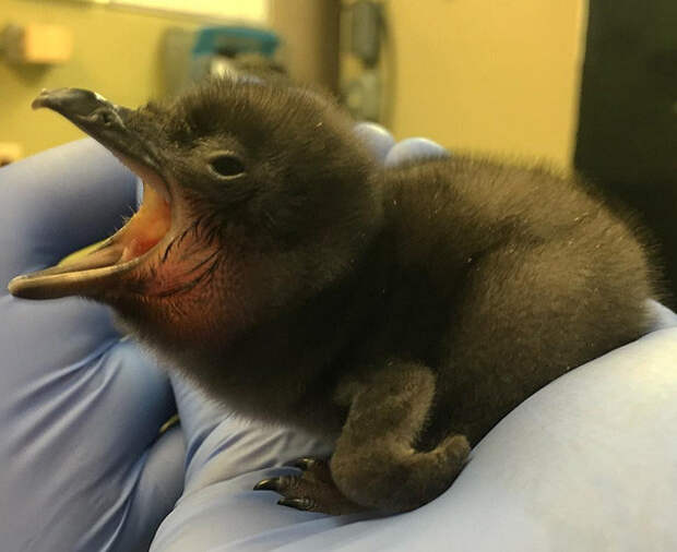 В американском зоопарке новорожденного пингвина назвали "Боуи" дэвид боуи, зоопарк, пингвин