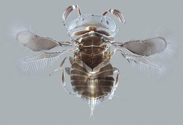 Оса-паразит Wallaceaphytis kikiae. Длина животного — 0,75 мм. Названа в честь британского натуралиста Альфреда Рассела Уоллеса. Обитает на Борнео.