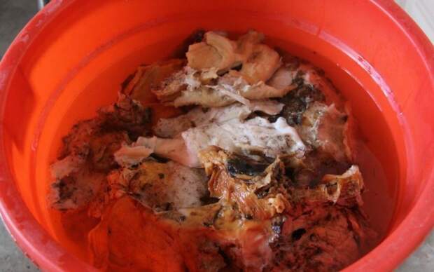 Везучий китаец нашел огромный гриб бессмертия гриб, китай