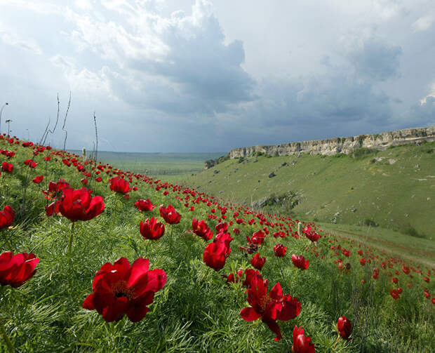 Любителей бега и ходьбы собирают у Белой скалы на марафон «Дикие пионы»