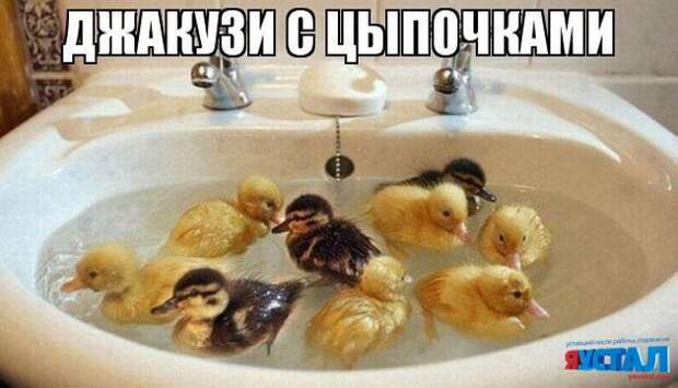 Смешные картинки с надписями прикол, юмор