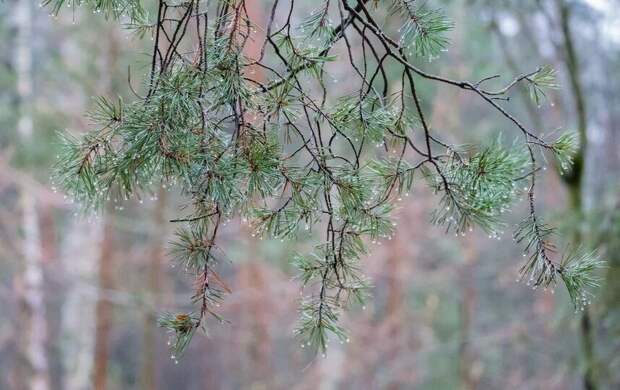 Циклон принесёт в Петербург дождливое тепло 25 декабря