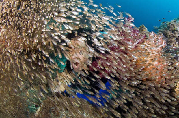 Волшебство океана Фотография: Волшебство океана №7 - BigPicture.ru