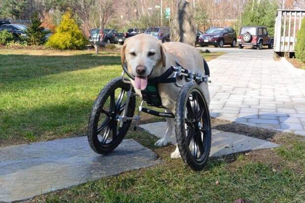 собака на инвалидной коляске