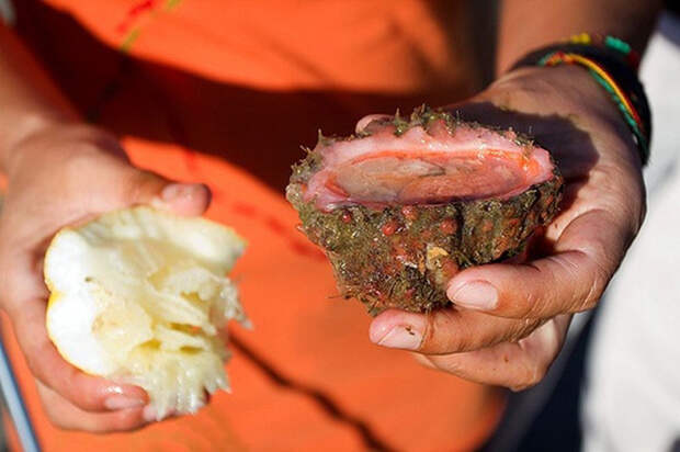 Pyura chilensis — «кровоточащий камень» с морского дна
