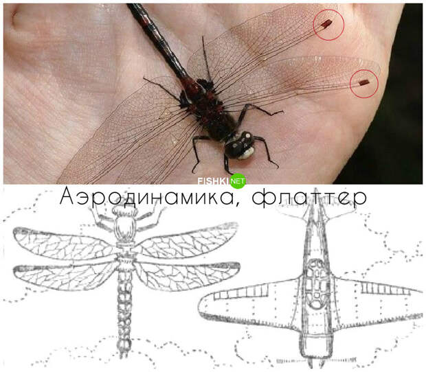 Как живая природа помогла усовершенствовать самолет живая природа, законы в действии, физика