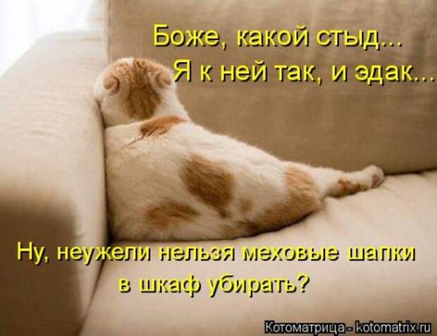 Свежая котоматрица (33 фото)