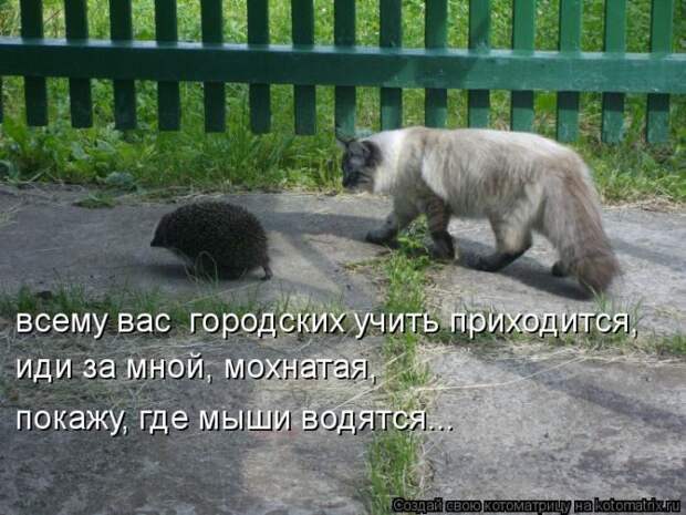 Котоматрица №36