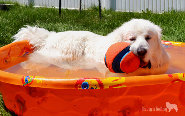 Great Pyrenees Swimming