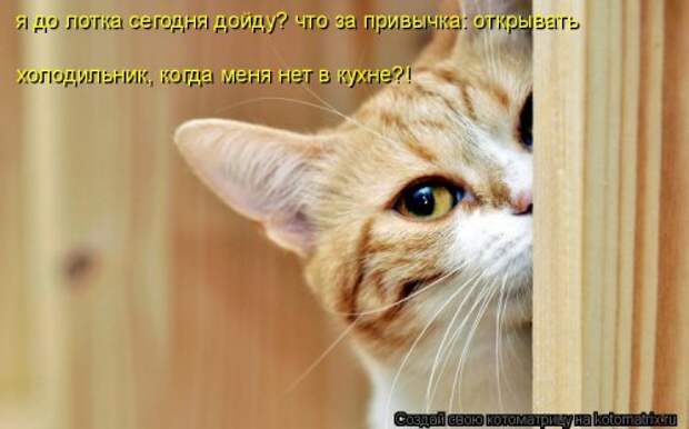 Котоматрица на Бугаге (30 фото)