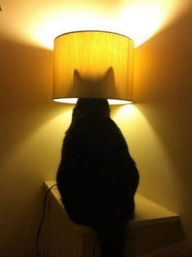 Забавные коты. часть 14 (30 фото)