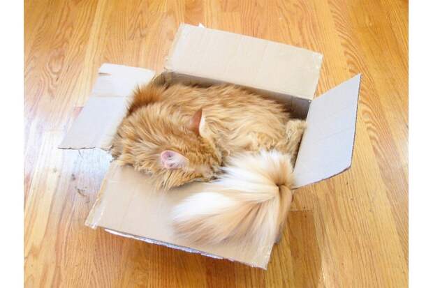 Почему кошки прячутся в коробках и подолгу спят? История в 18 фотографиях