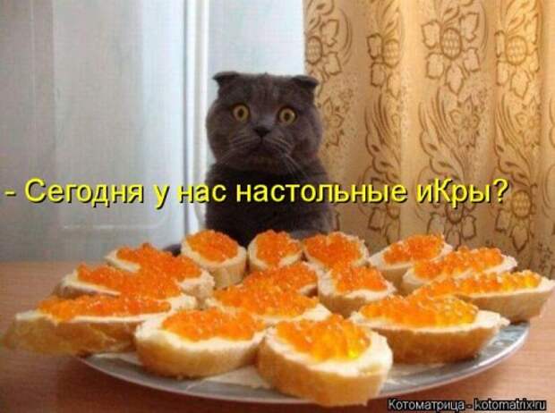 Новые крутые котоматрицы первой недели октября (50 фото) Новые крутые котоматрицы первой недели октября (50 фото)