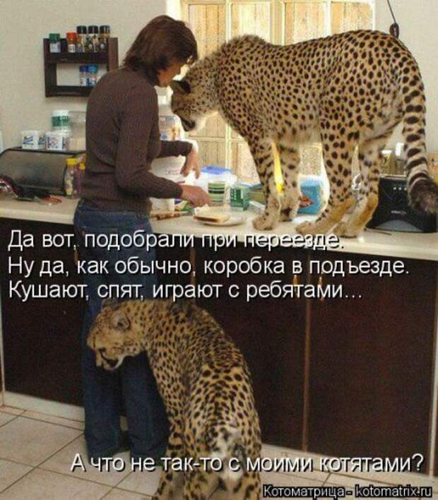 Кошкоматрицы.