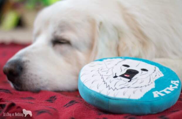 Have you tried the personalized pet products from #PrideBites? Not much better than a custom frisbee with a handsome Great Pyrenees on it! Check out why we love PrideBites and their appearance on ABC's Shark Tank!