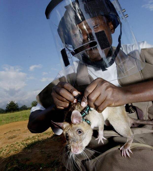 34hero-rats-bomb-demining-africa-apopo-35