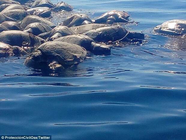 Около 300 морских черепах, находящихся под угрозой исчезновения, погибли в рыболовных сетях животные, морские животные, морские черепахи, нелегально, природа, рыбаки, смерть, черепахи
