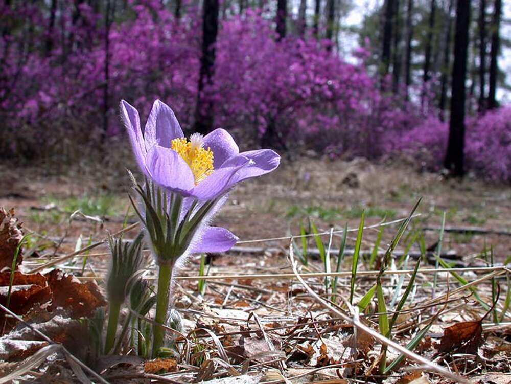 Весна в забайкалье фото