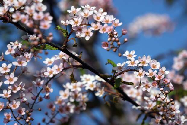 Аллергиков предупредили, что сезон цветения в России задержится