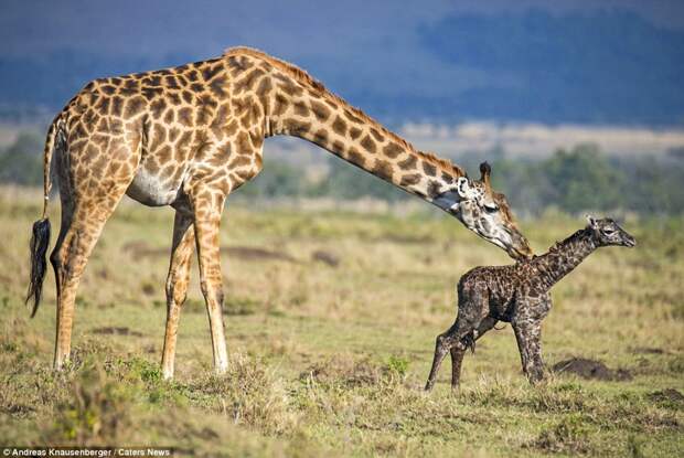 Появление на свет жирафа живность, роды, фото