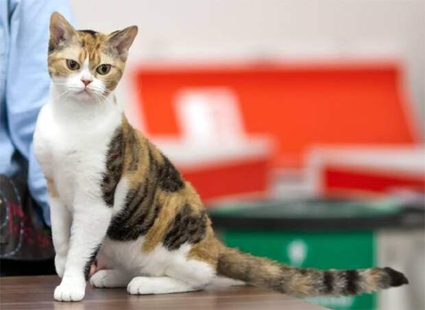 Американскиая жесткошерстная кошка, фото породы кошек картинка